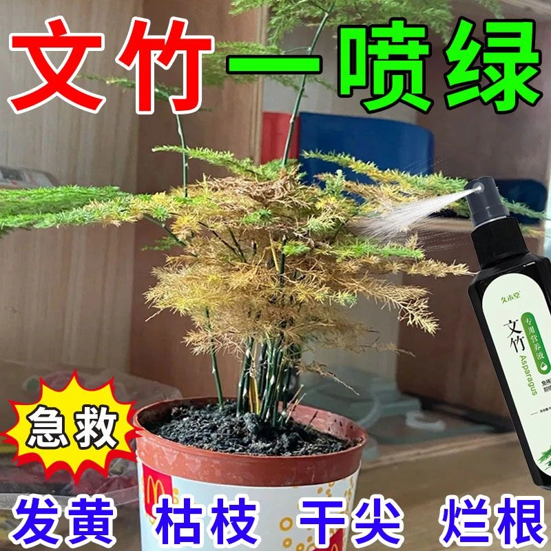 文竹营养液一喷绿专用肥叶子发黄干尖枯瘦烂根落叶促生长抗病使用