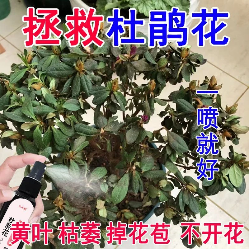 杜鹃花专用营养液治黄叶枯萎不开花花卉液体肥有机促花生根剂喷雾