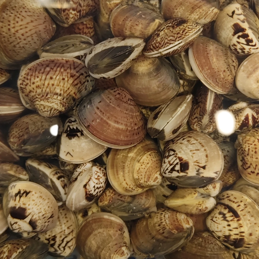 鲜活文蛤  烧汤最鲜 甘肃省内次日达