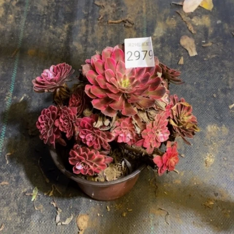 黑瞳锦多肉植物2979