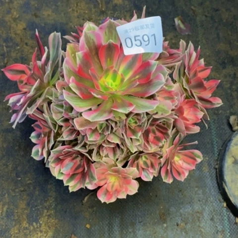 女巫多肉植物0591