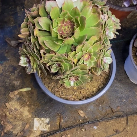 红霞多肉植物3958