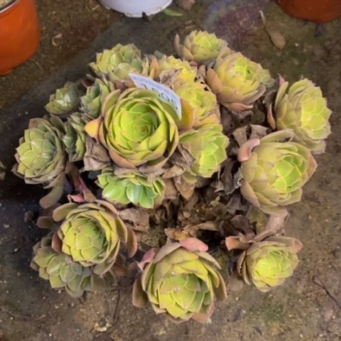 桃花石多肉植物1505