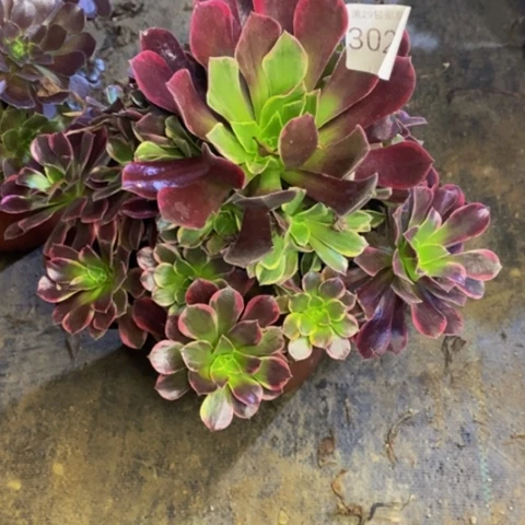 金丝却多肉植物3027