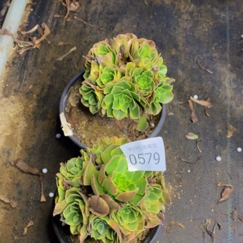 两盆奶白锦多肉0579