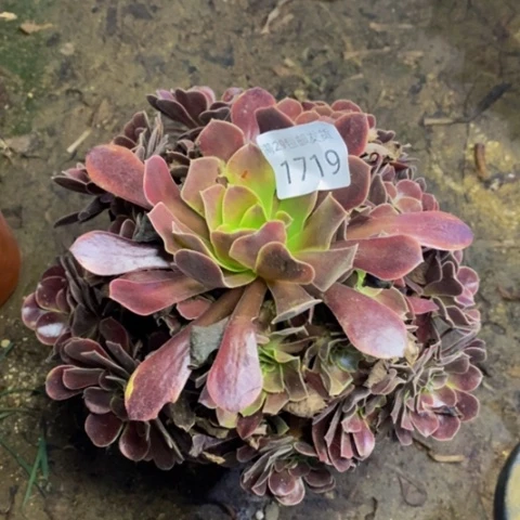 欧嘉丽多肉植物1719