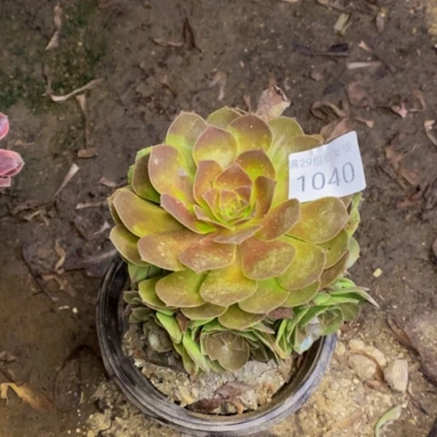 赤焰莲多肉植物1040