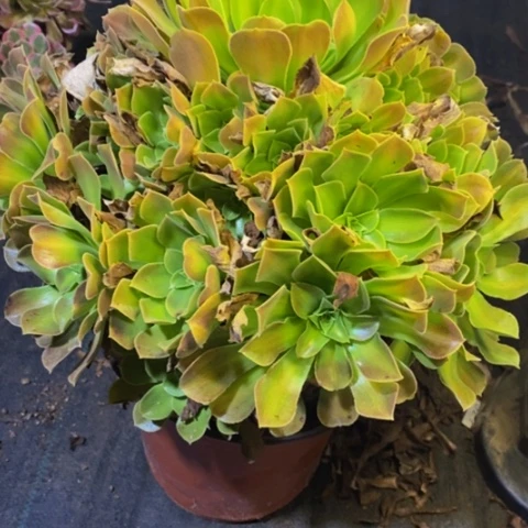 火山石多肉植物2883