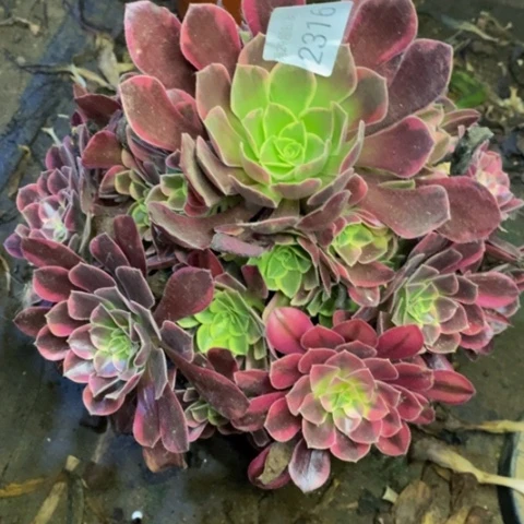 金丝却多肉植物2316