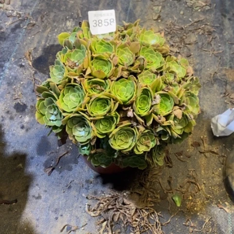 万圣节多肉植物3858