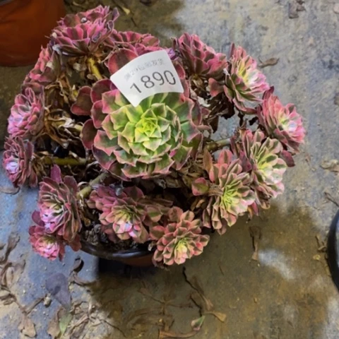 铜白多肉植物1890