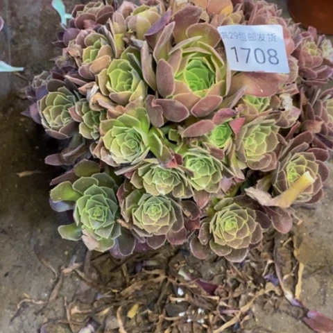 荷兰玫瑰多肉1708