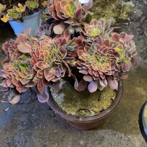 欧嘉丽多肉植物0934