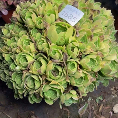 万圣夜多肉植物1685