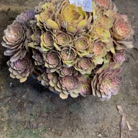 红魔多肉植物1550