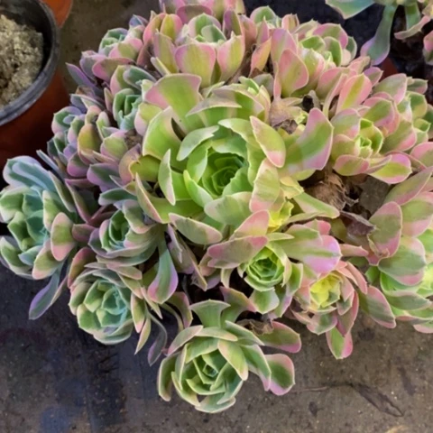 邀月多肉植物1495