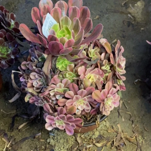 美杜莎多肉植物1768