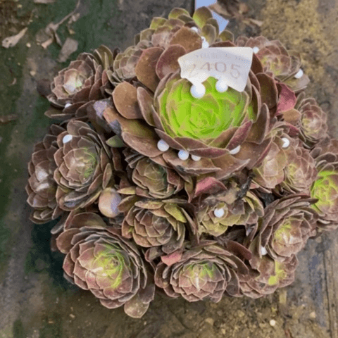 赤焰莲多肉植物2405