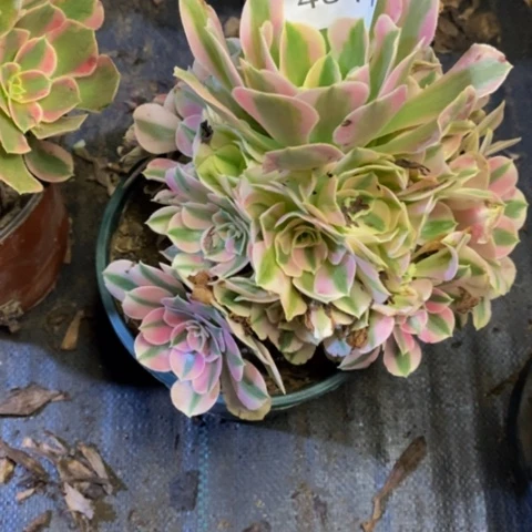 女巫多肉植物4541