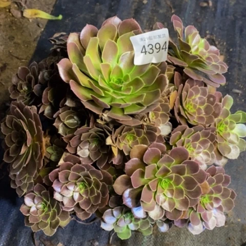 荷兰玫瑰多肉植物4394