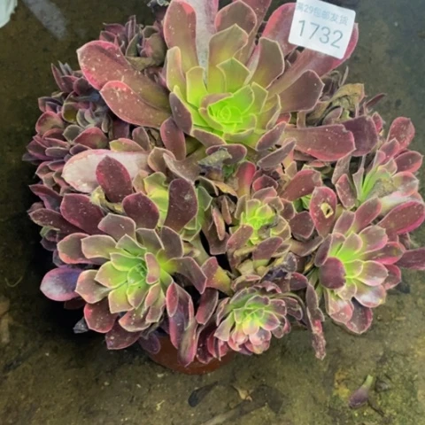 金丝却多肉植物1732