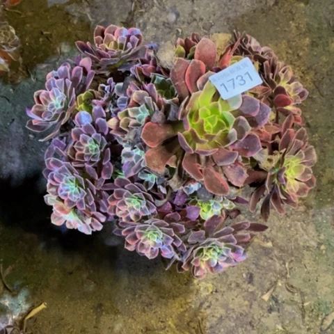 金丝却多肉植物1731
