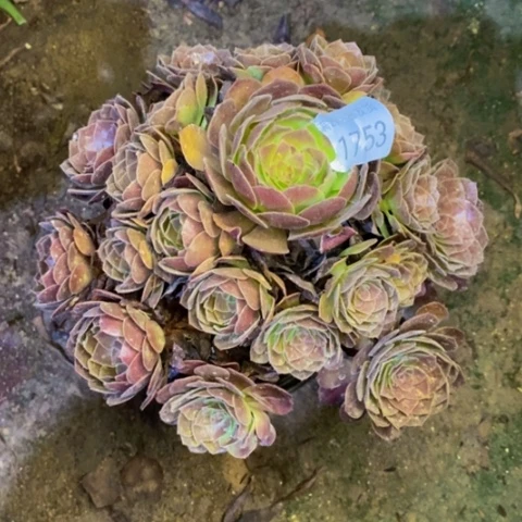 赤焰莲多肉植物1753