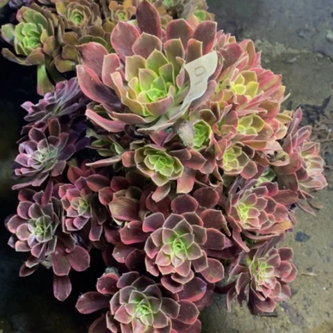 金丝却多肉植物0158