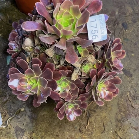 欧嘉莉多肉植物1756