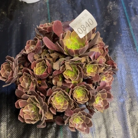 欧嘉丽多肉植物0840