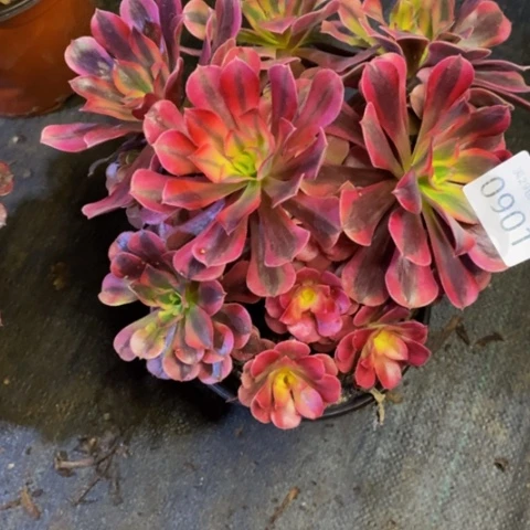 美杜莎多肉植物0901