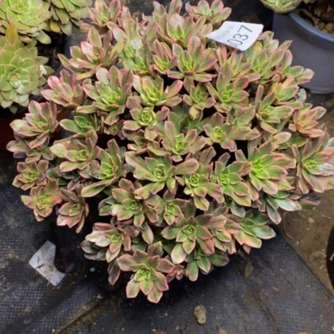 甜茶多肉植物5037