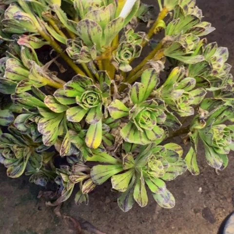 碧火多肉植物0350