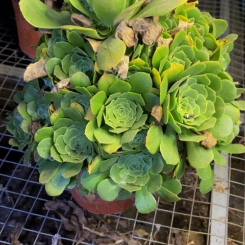 绿阳绒多肉植物1652