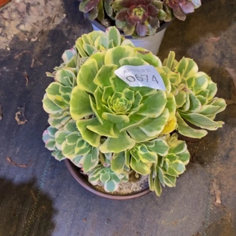 迈巴赫多肉植物0614