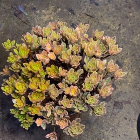 甜茶阴阳多肉植物1508
