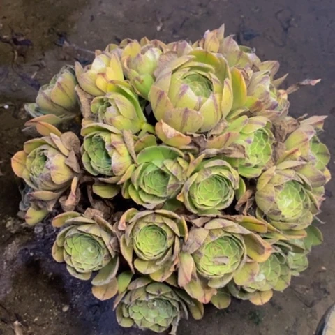 红心万拉丝多肉2207