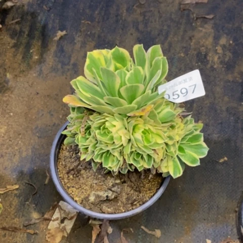 芳华多肉植物0597