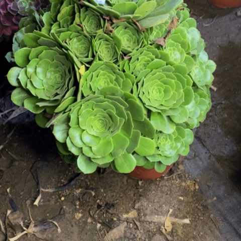绿阳绒多肉植物2315