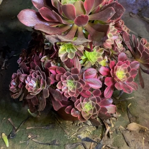 金丝却多肉植物1964
