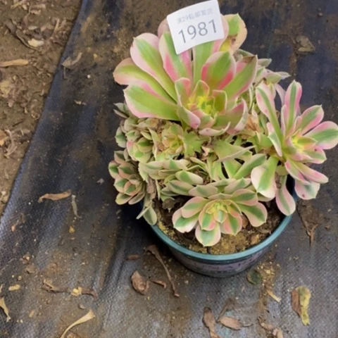 女巫多肉植物1981