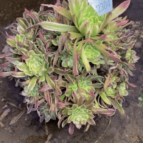粉霞多肉植物2304