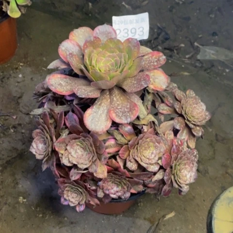 火烧云多肉植物2393