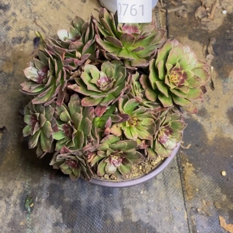 红霞多肉植物0761