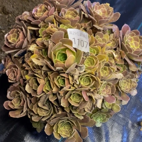 荷兰玫瑰多肉1107