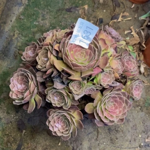赤焰莲多肉植物1631