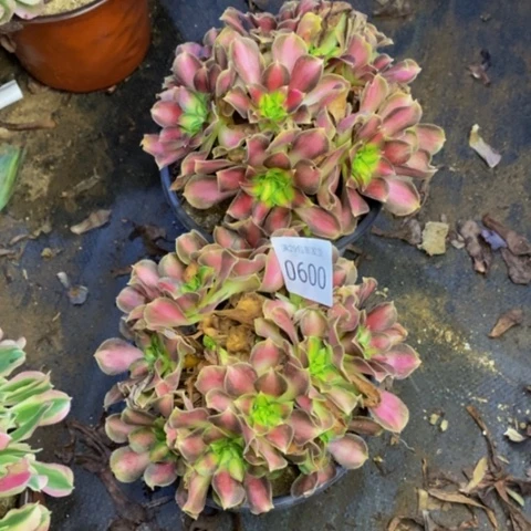 两盆多肉植物0600