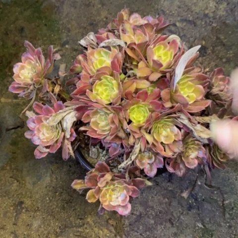 红金刚多肉植物0758