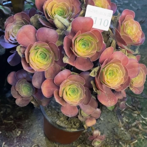 魅金玫瑰多肉1110