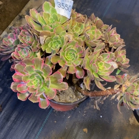 安娜有断枝多肉3550